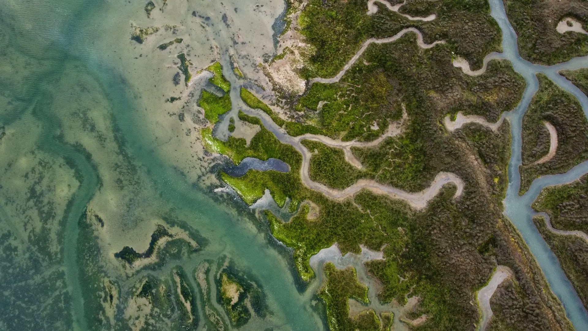 Aerial view of a wetland estuary with tidal channels
