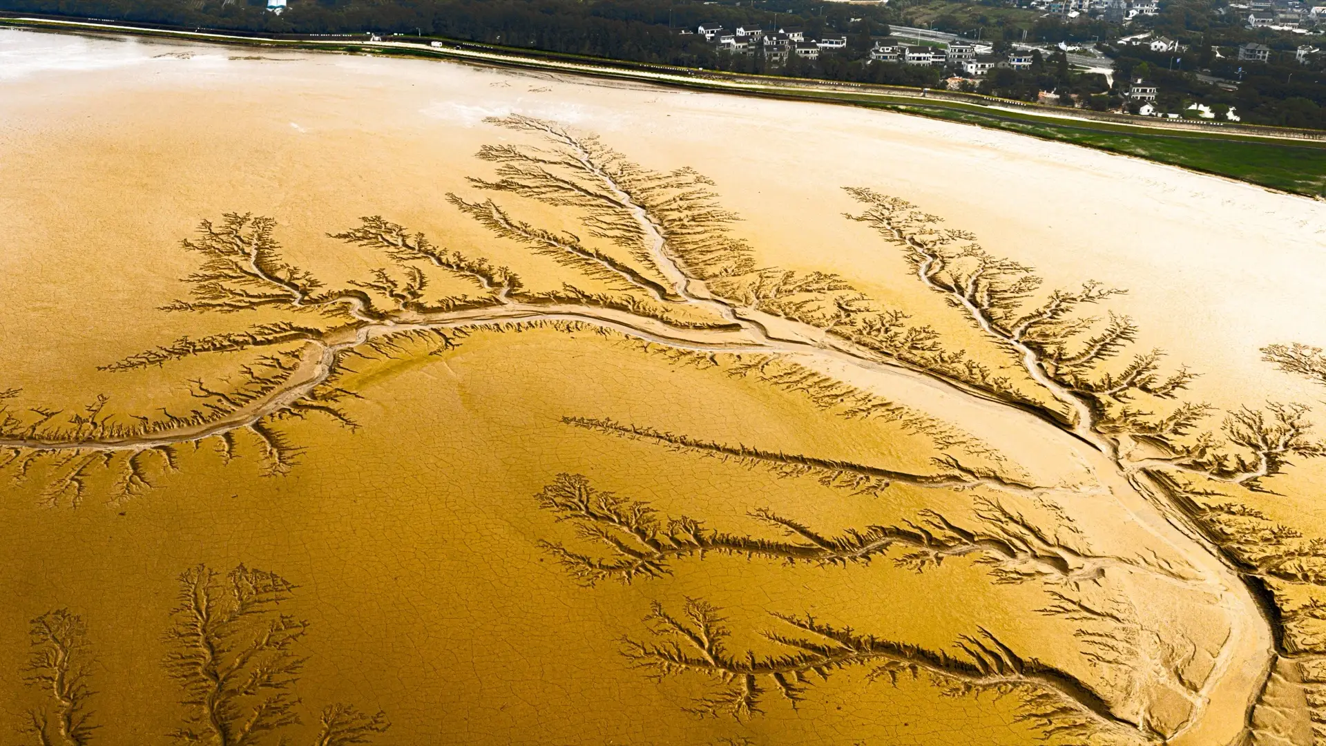 Aerial view of dendritic drainage channels across a tidal flat